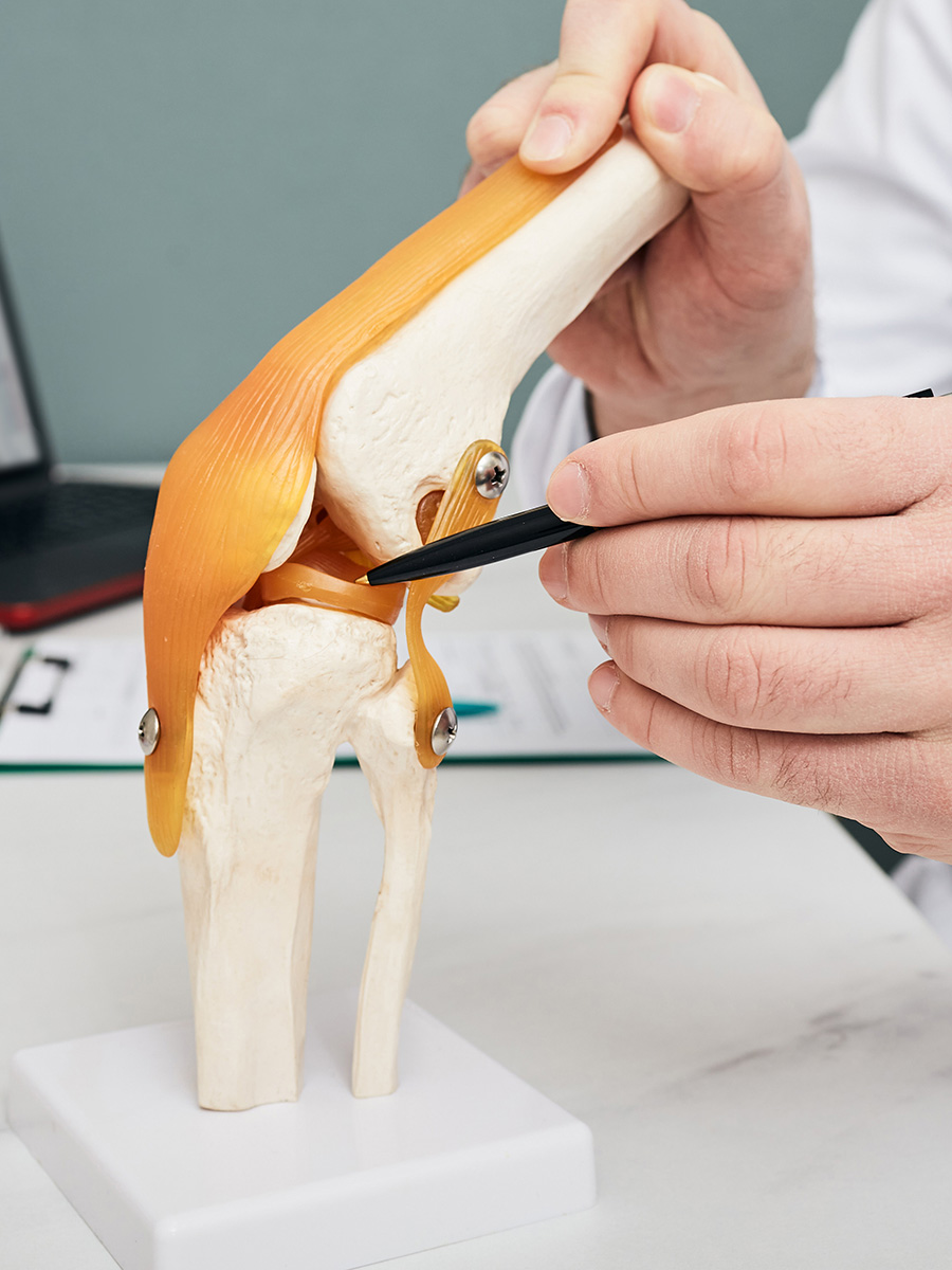 Doctor pointing at a model of a knee